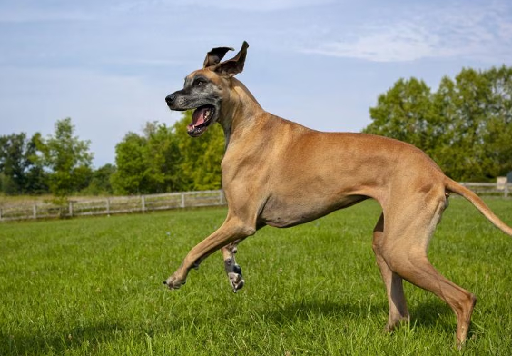 beagle seller mumbai
